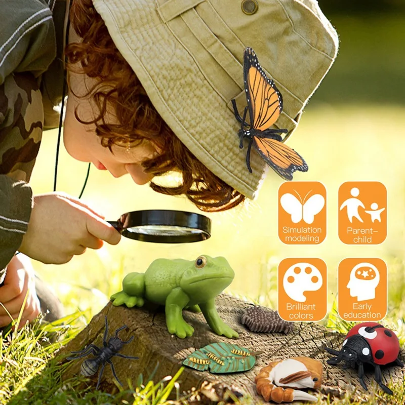 Juguete Montessori biología – Ciclo de vida educativo para niños - imagen 4