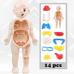 Rompecabezas tridimensional Montessori de anatomía para niños