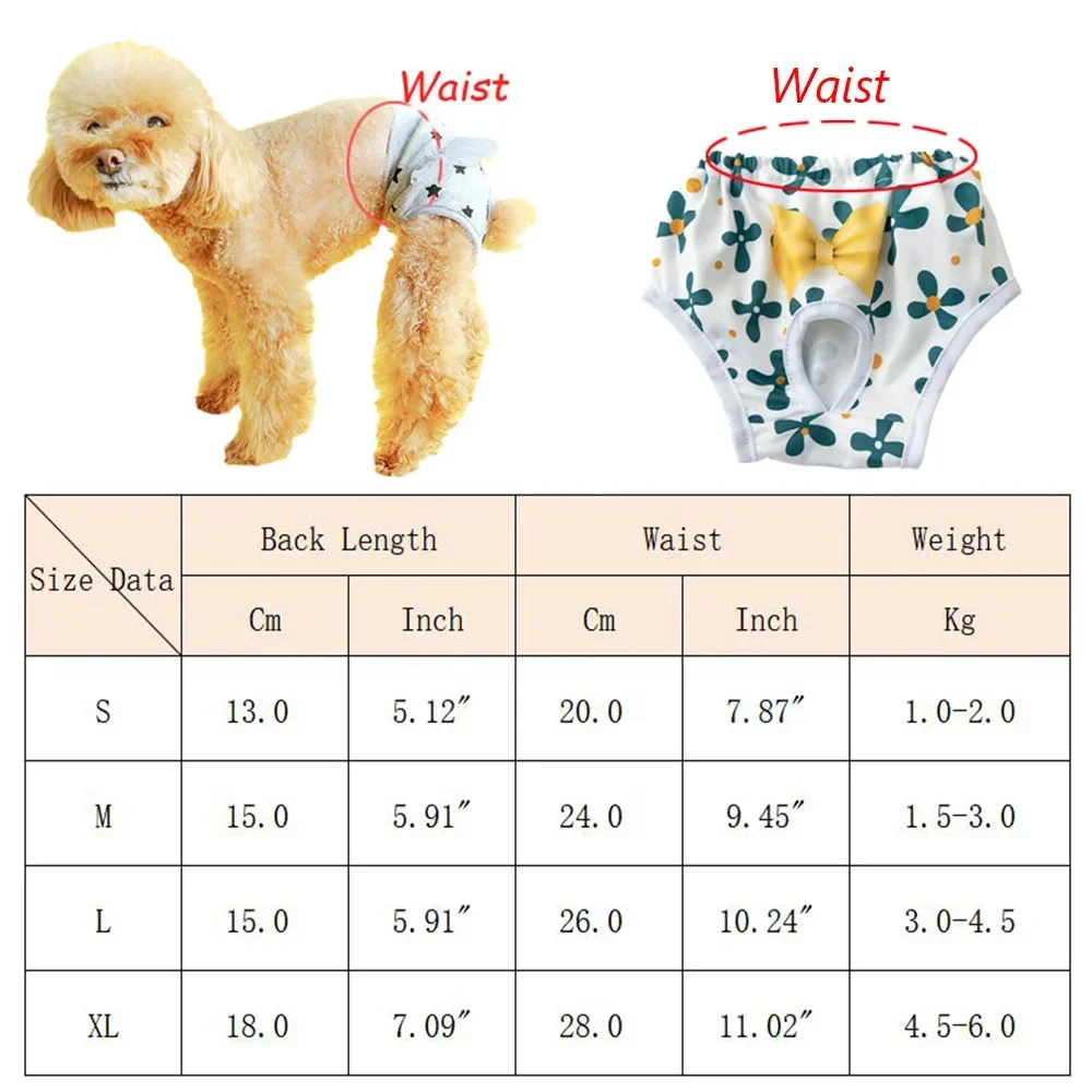 Perro pequeño con pantalones reutilizables