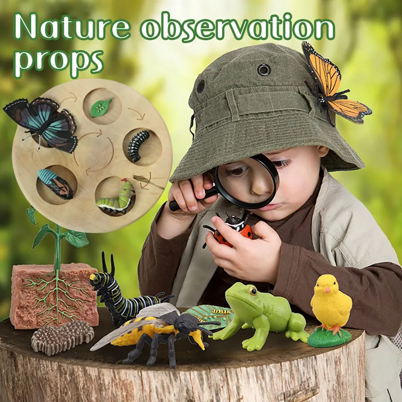 Juguete Montessori biología – Ciclo de vida educativo para niños - imagen 2
