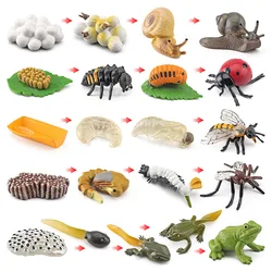 Juguete Montessori biología – Ciclo de vida educativo para niños