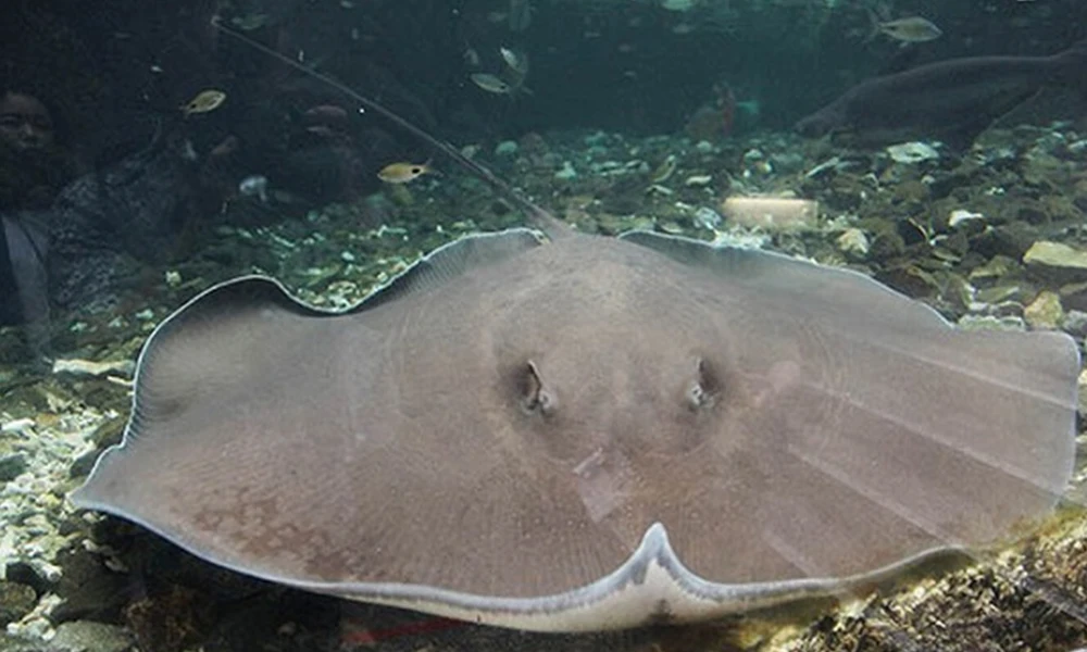 Manta raya de peluche realista como cojín decorativo