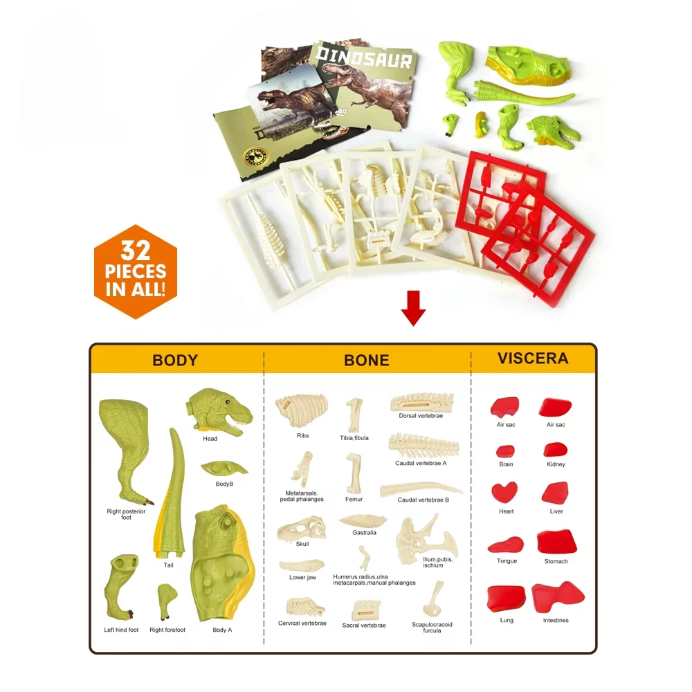 Modelo de dinosaurio anatómico tridimensional para montar educativo - imagen 4