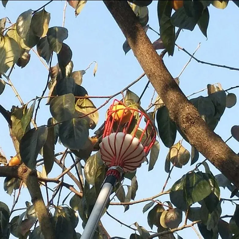 Recogedor de frutas resistente con cesta profunda para jardín – Acero inoxidable - imagen 4