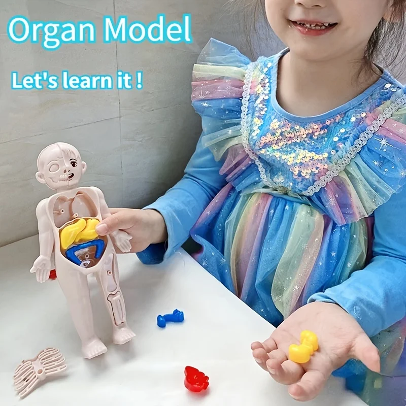 Rompecabezas tridimensional Montessori de anatomía para niños - imagen 5