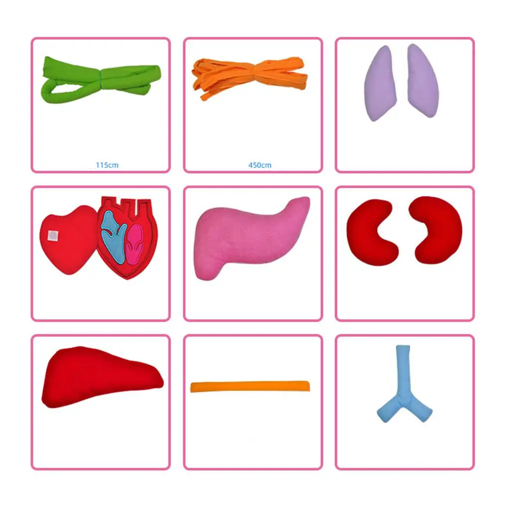 Delantal infantil educativo de órganos para aprender jugando - imagen 3