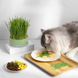 Maceta de plástico para gatos sin semillas, práctica de jardinería