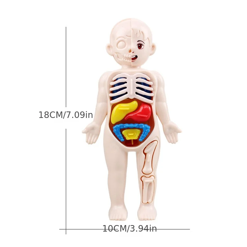 Rompecabezas tridimensional Montessori de anatomía para niños - imagen 5