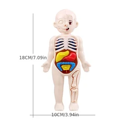 Rompecabezas tridimensional Montessori de anatomía para niños