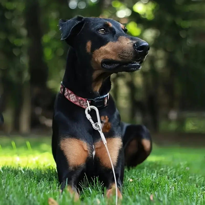 Cable de acero para correa canina con hebilla giratoria - imagen 2