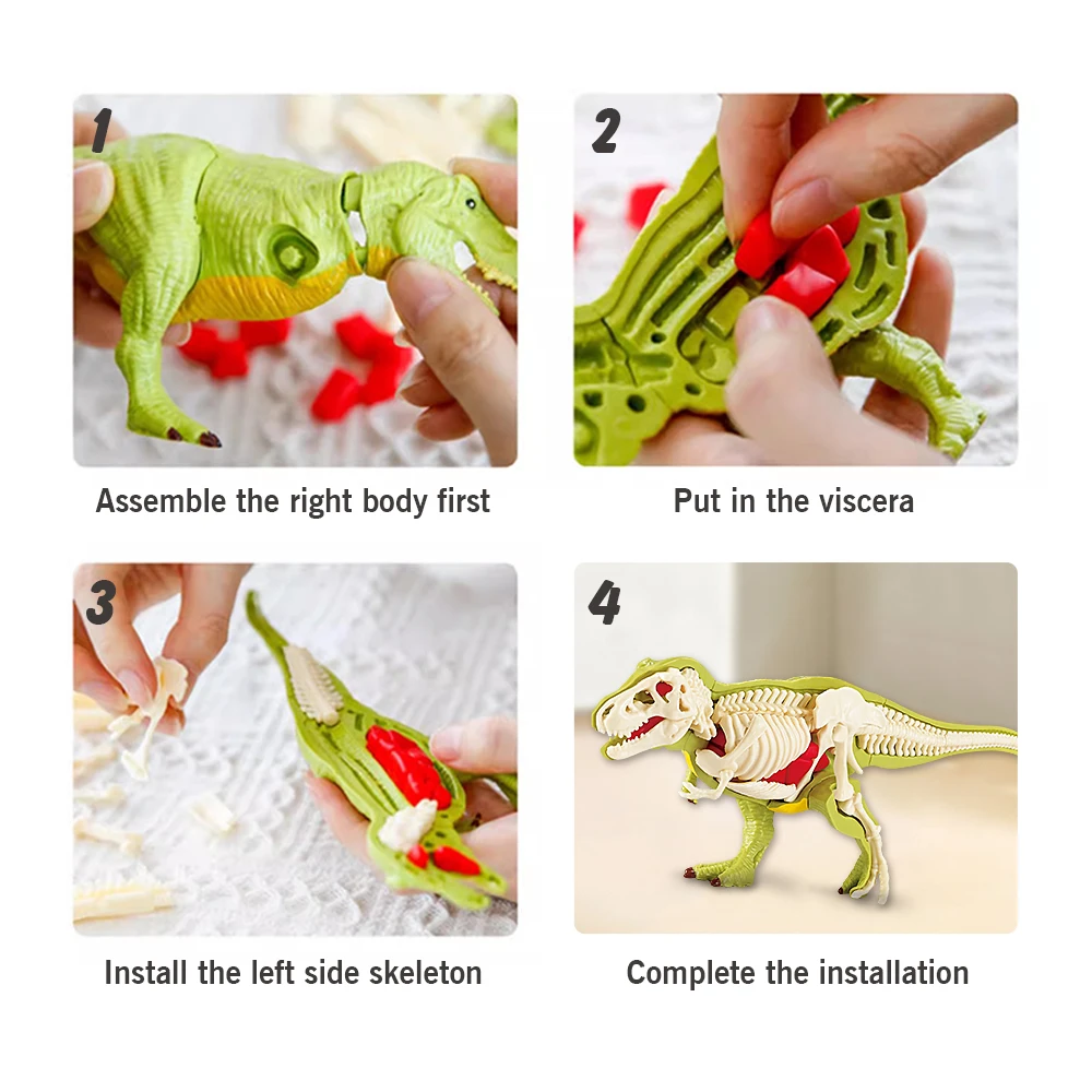 Modelo de dinosaurio anatómico tridimensional para montar educativo - imagen 3