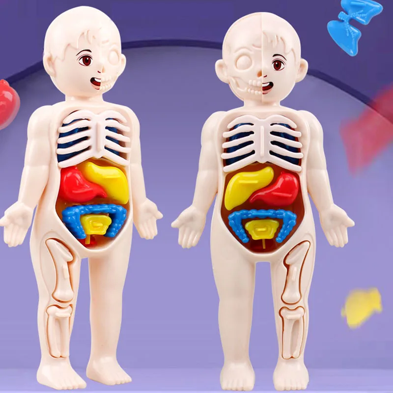 Rompecabezas tridimensional Montessori de anatomía para niños - imagen 2
