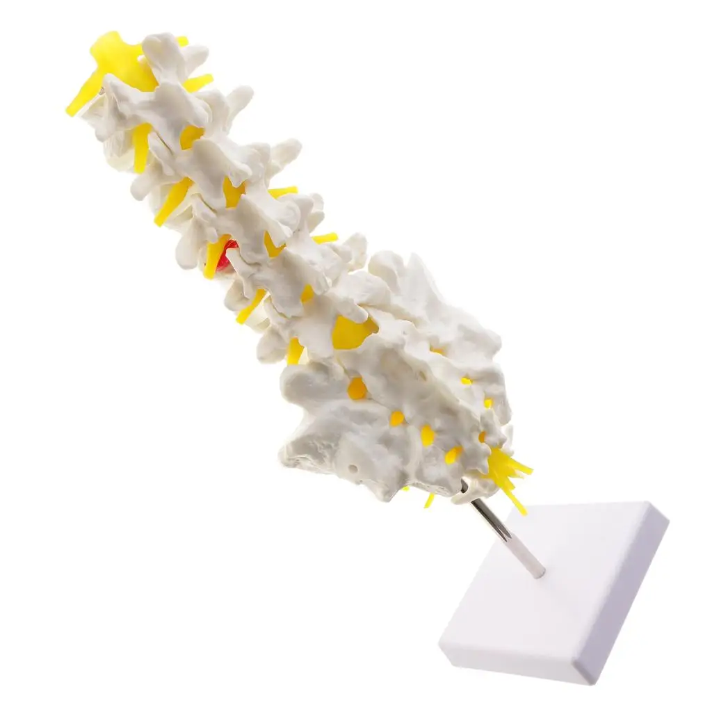 Kit modelo esqueleto anatómico sacro y cóccix educativo - imagen 4