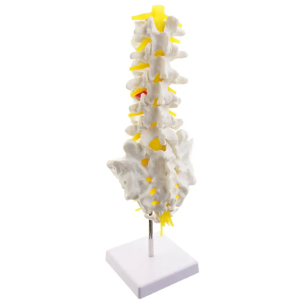 Kit modelo esqueleto anatómico sacro y cóccix educativo