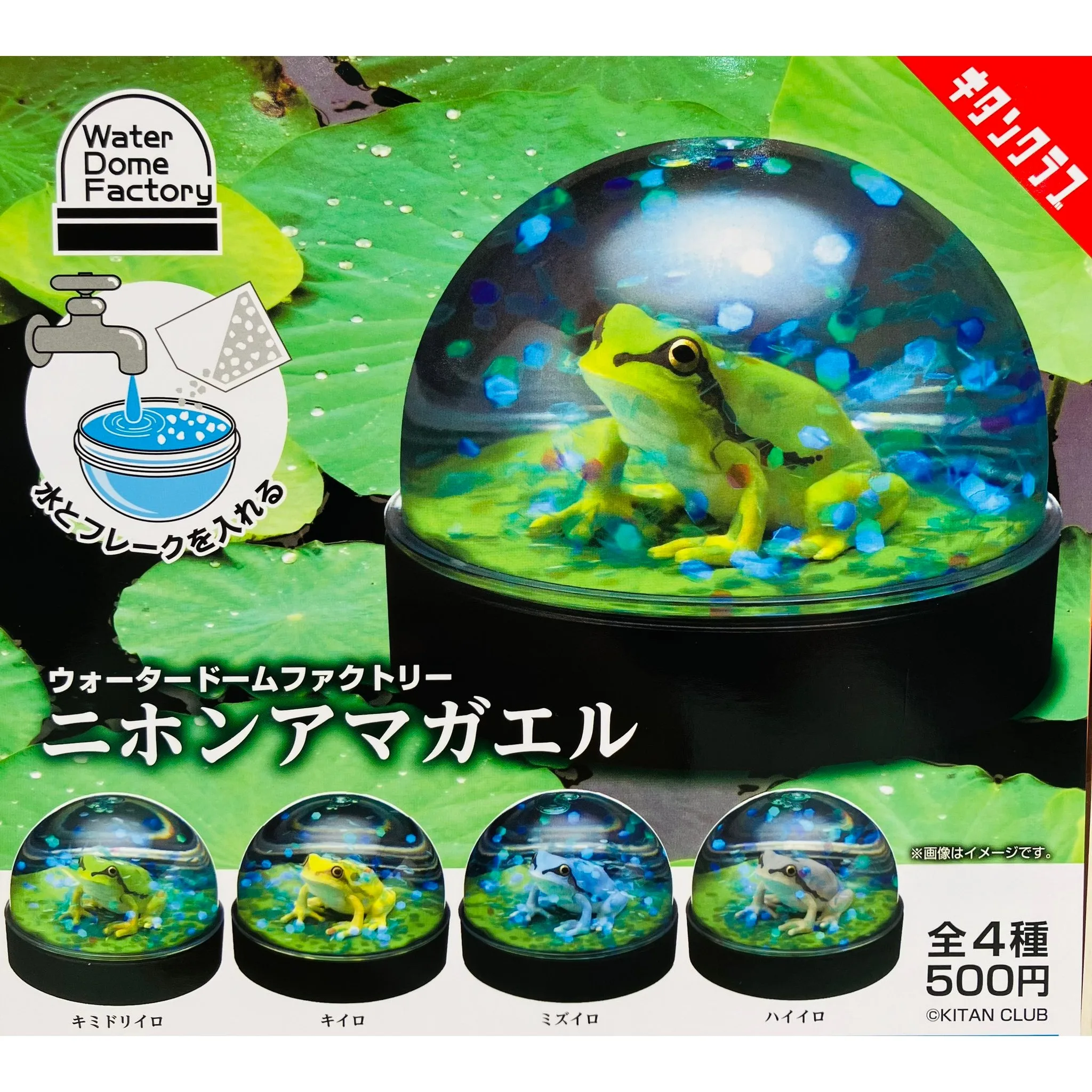 Rana de árbol japonesa en hoja de otus