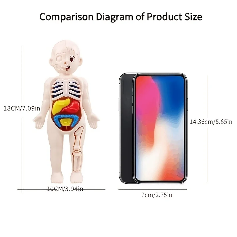 Rompecabezas tridimensional Montessori de anatomía para niños - imagen 4