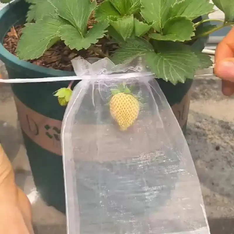 Bolsas para cultivo y protección