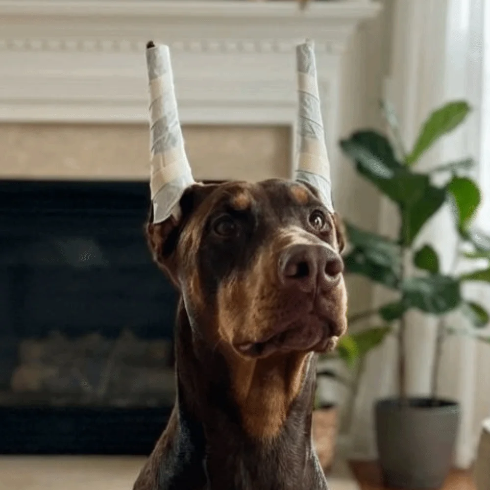 Varillas de espuma suave para orejas de perro erguidas no invasivas - imagen 5
