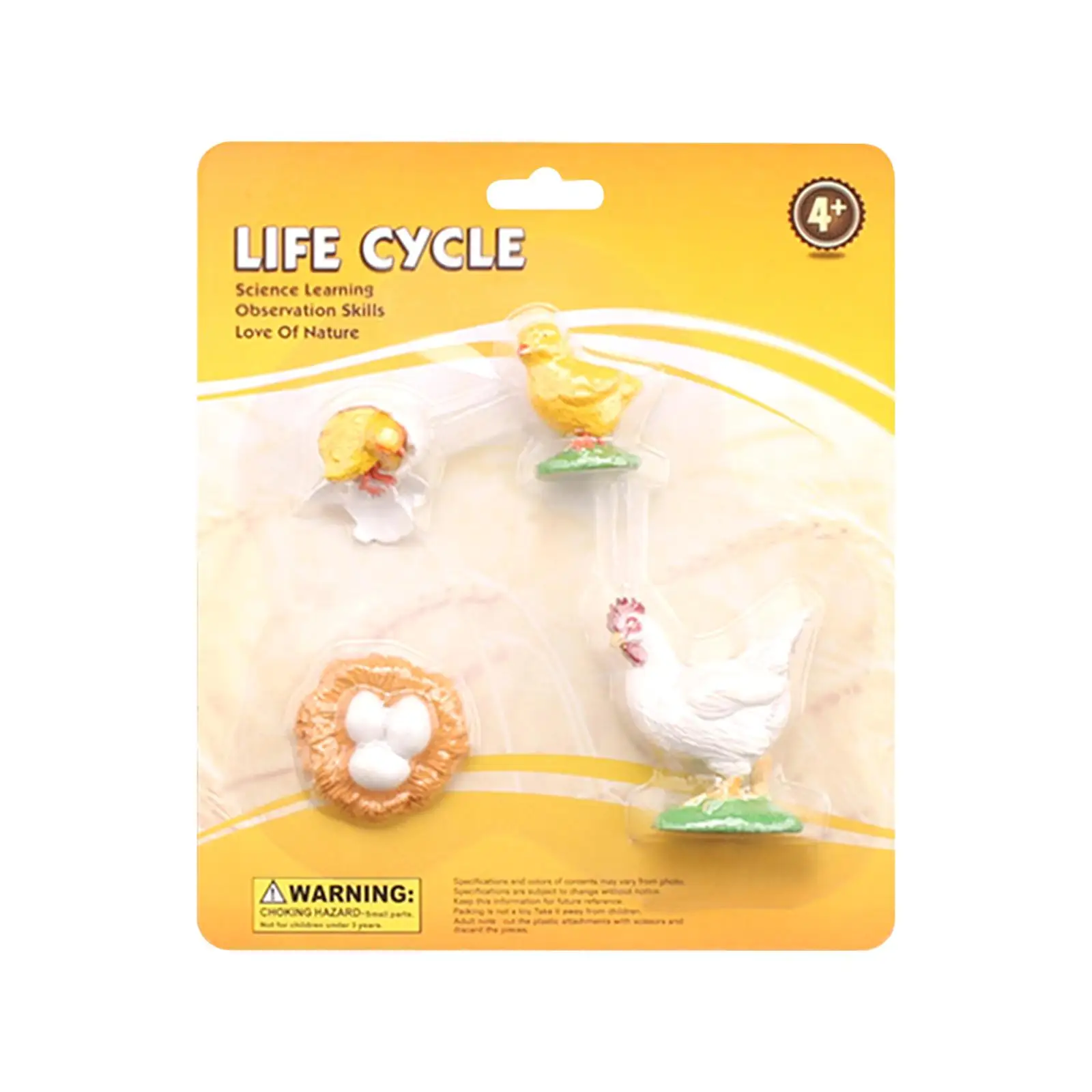 Figura educativa realista del ciclo de vida pollo para niños