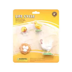 Figura educativa realista del ciclo de vida pollo para niños