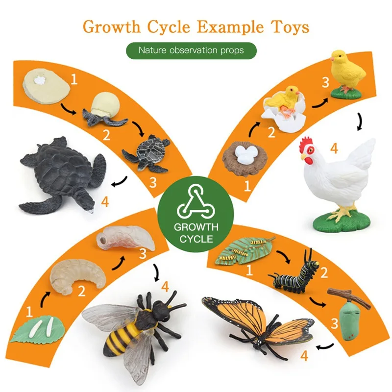 Juguete Montessori biología – Ciclo de vida educativo para niños - imagen 5