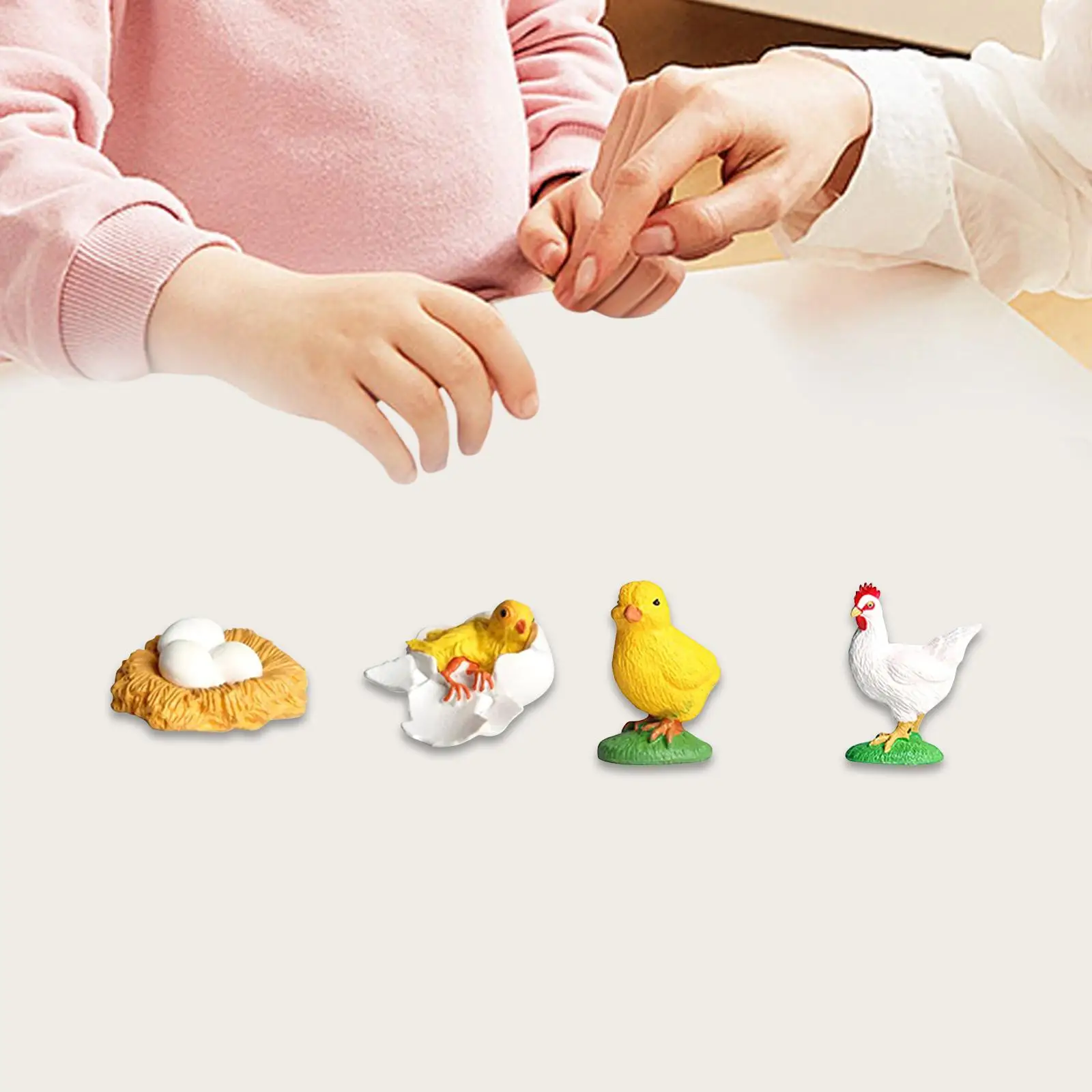 Figura educativa realista del ciclo de vida pollo para niños - imagen 3