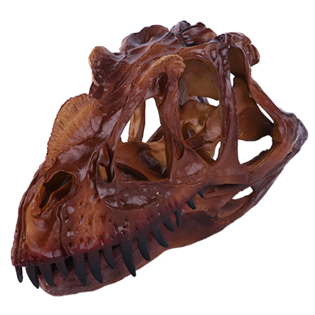 Calavera de dinosaurio en resina para decoración coleccionable - imagen 4