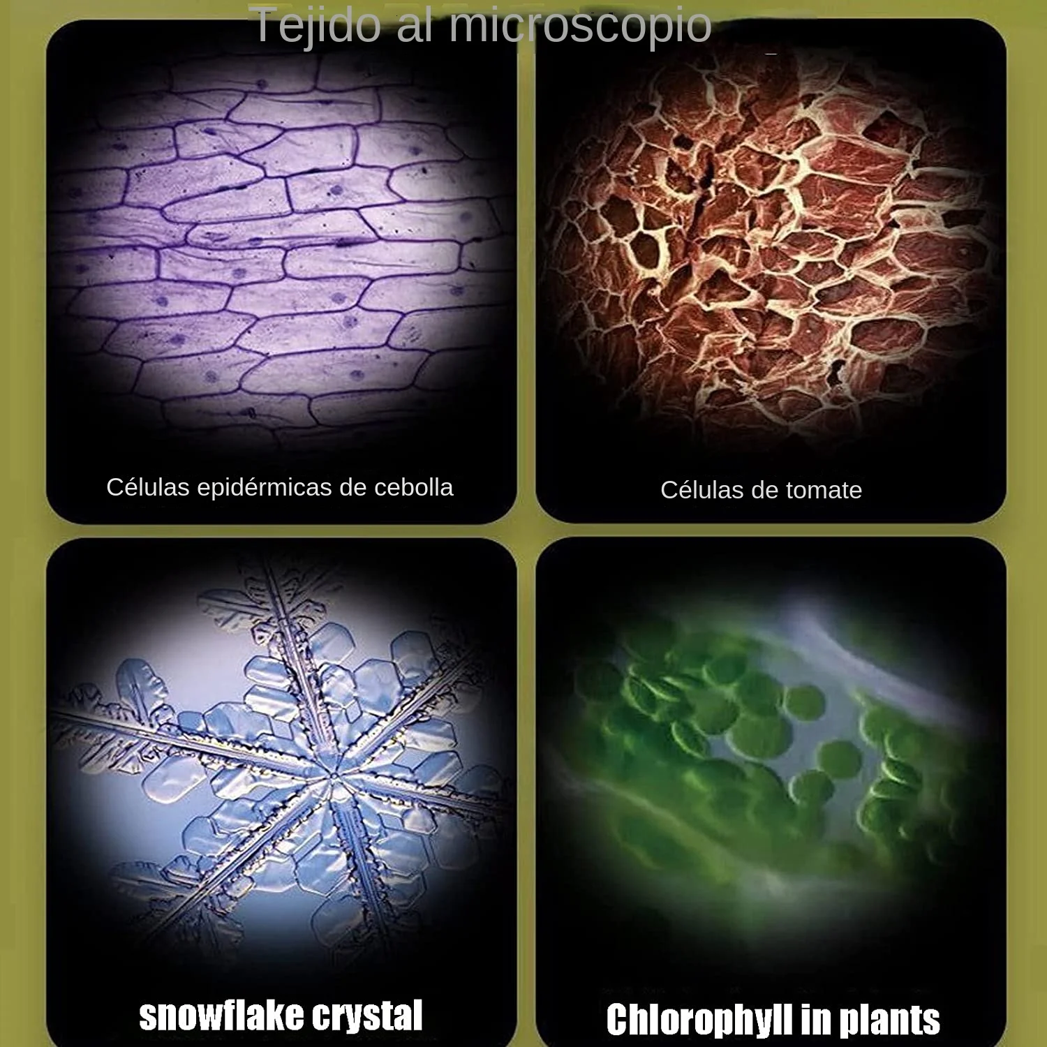 Microscopio LED de bolsillo para niños - imagen 4