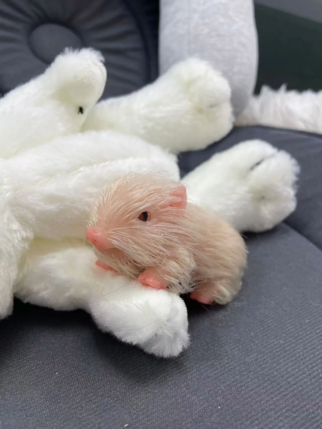 Muñeca Reborn lechón silicona – Realista mini cerdito para bebé - imagen 5