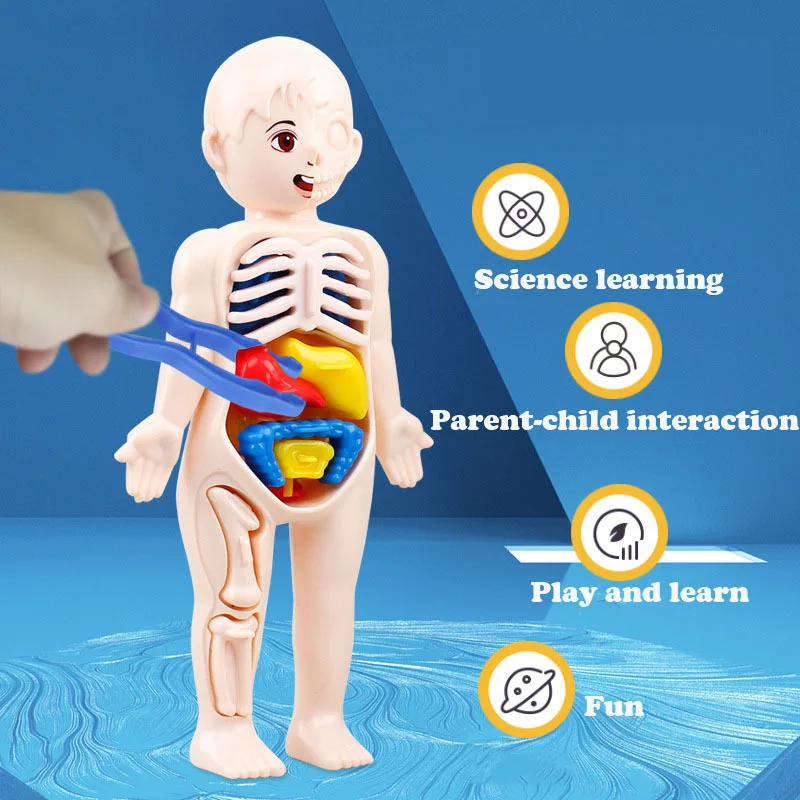 Rompecabezas tridimensional Montessori de anatomía para niños - imagen 3