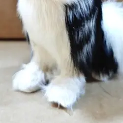 Peluche de lobo grande blanco y negro, cola y ojos expresivos
