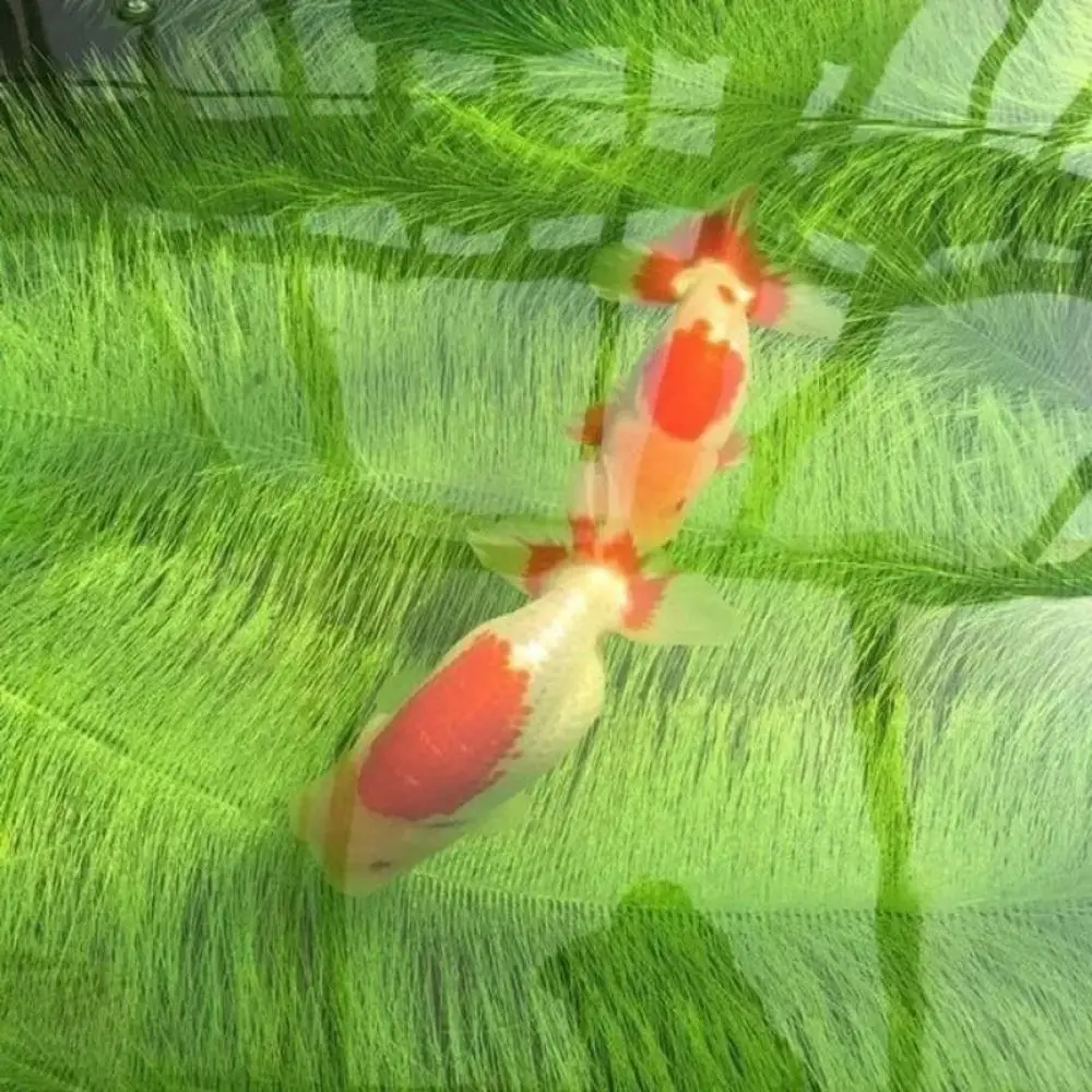 Filtro para estanque de peces: limpieza exterior de acuario - imagen 5