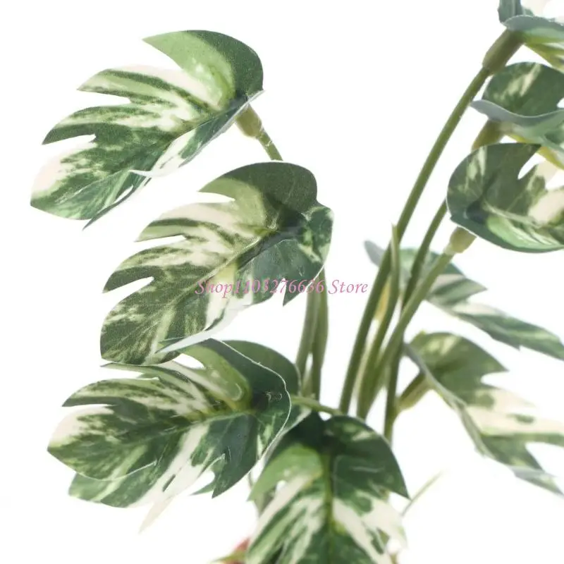 Monstera miniatura detalle 4