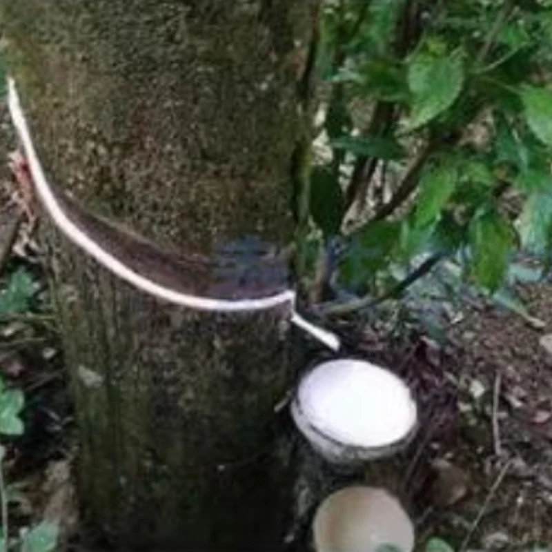 Muletas de montaña con cubierta antideslizante para exteriores - imagen 3