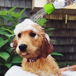 Ducha portátil para mascotas: limpiador de playa para exteriores
