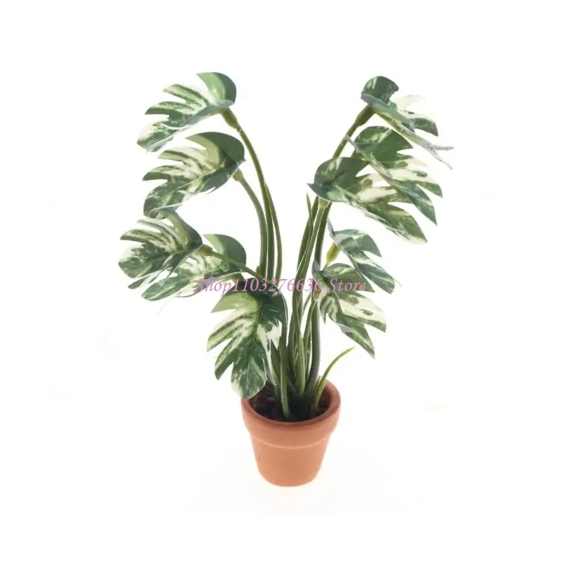 Monstera miniatura detalle 1