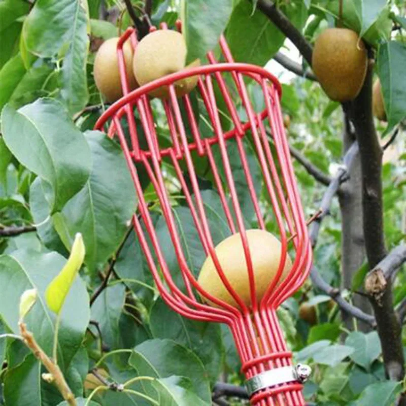 Recogedor de frutas resistente con cesta profunda para jardín – Acero inoxidable - imagen 3