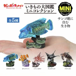 Figuras cápsula: Manta Ray, pez león y coral – colección ilustrada