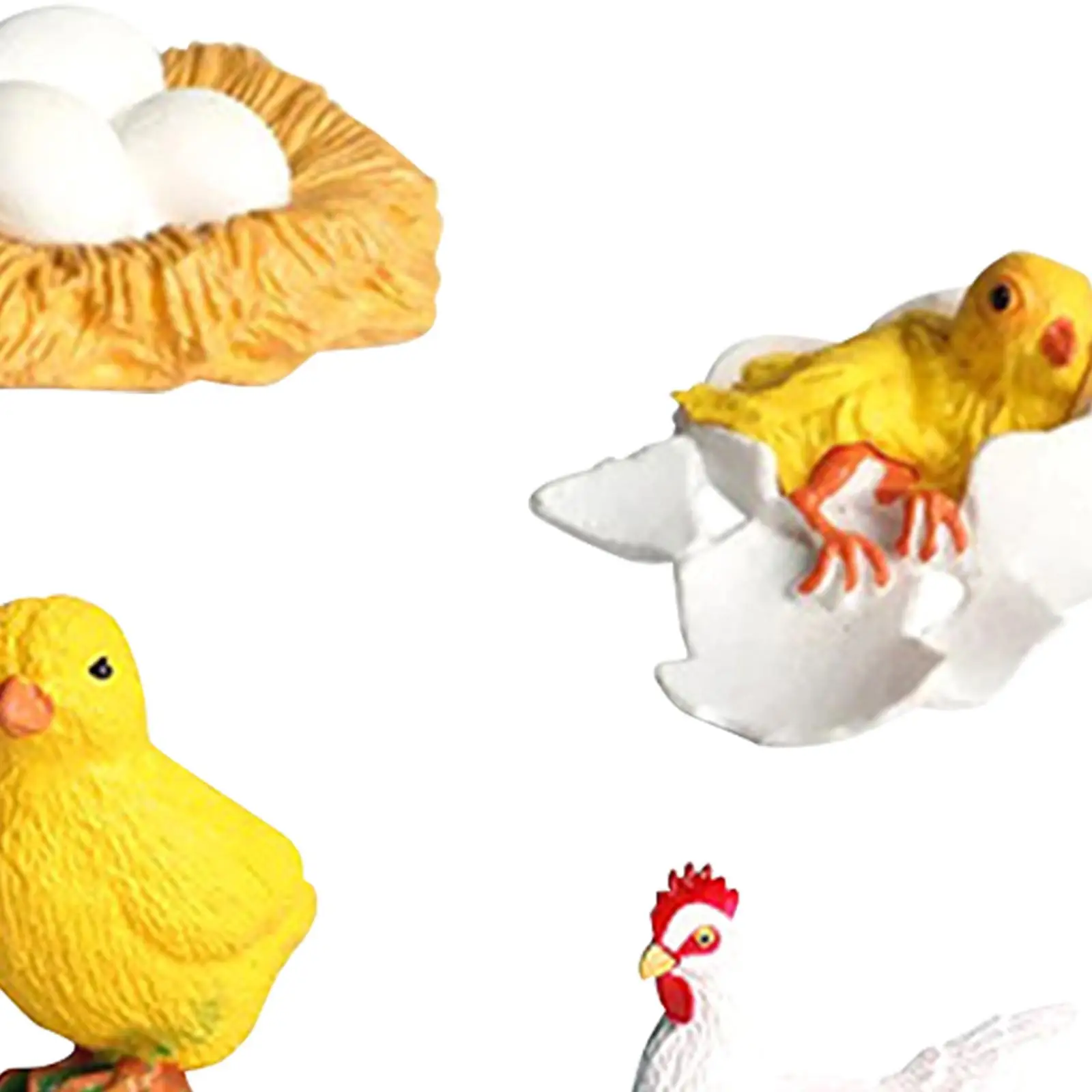 Figura educativa realista del ciclo de vida pollo para niños - imagen 4