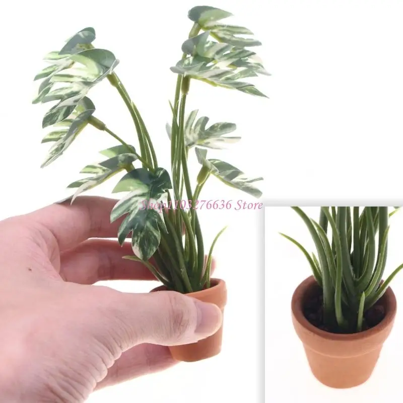 Monstera miniatura detalle 3