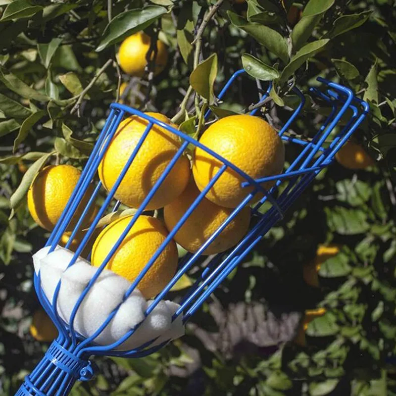 Recogedor de frutas resistente con cesta profunda para jardín – Acero inoxidable - imagen 2