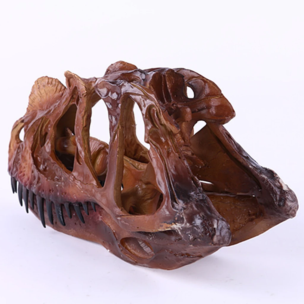 Calavera de dinosaurio en resina para decoración coleccionable - imagen 3