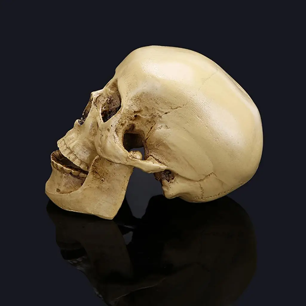 Estatua calavera gótica de resina tallada a mano para hogar - imagen 4