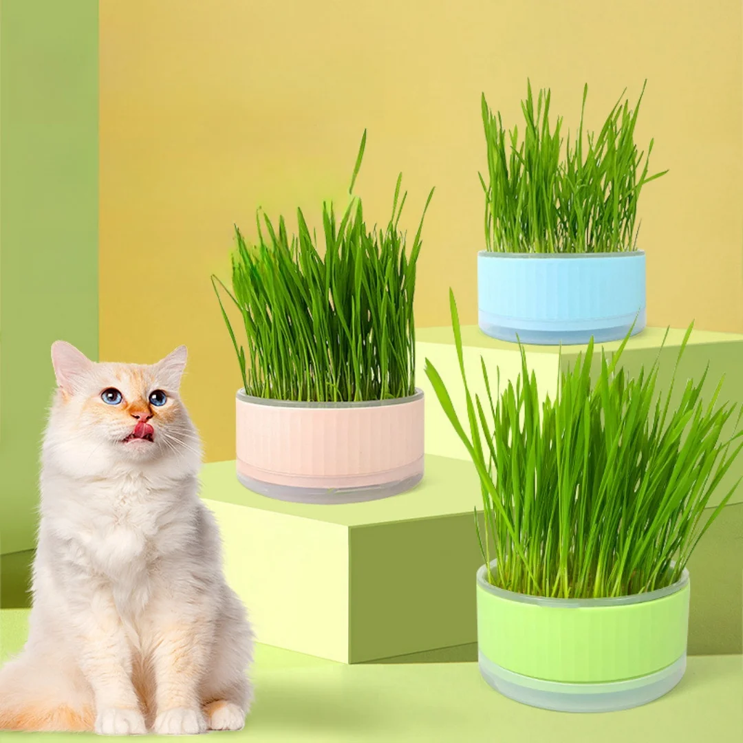 Maceta de plástico para gatos sin semillas, práctica de jardinería - imagen 3